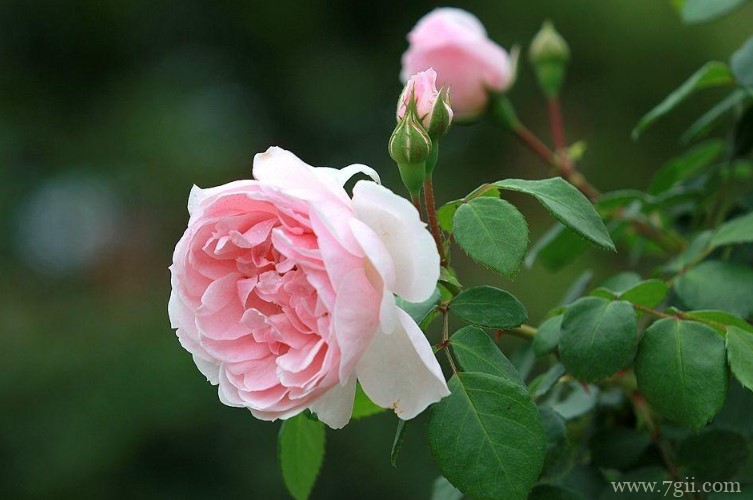 新余市的市花是什么？