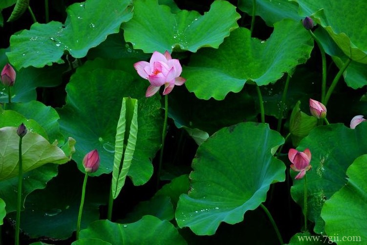 九江市的市花是什么？