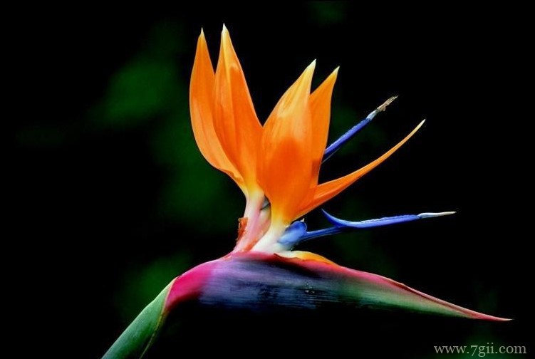 盘锦市的市花是什么？