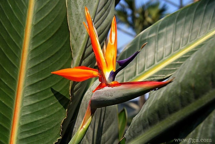 盘锦市的市花是什么？