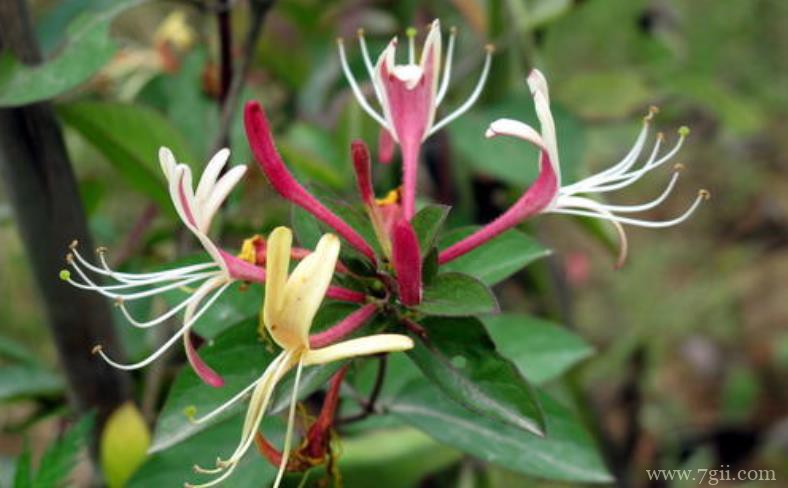 金银花盆景造型的方法