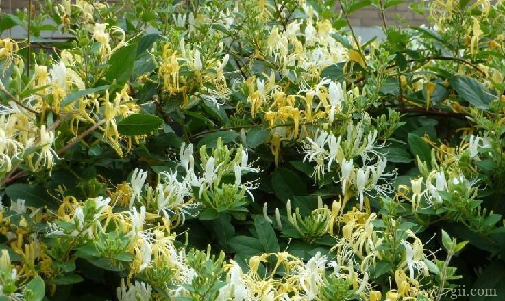 金银花的养殖方法