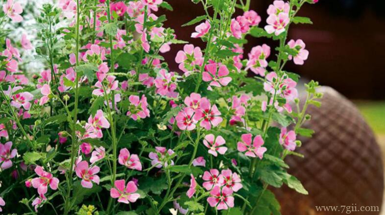 小木槿夏天可以晒太阳吗？