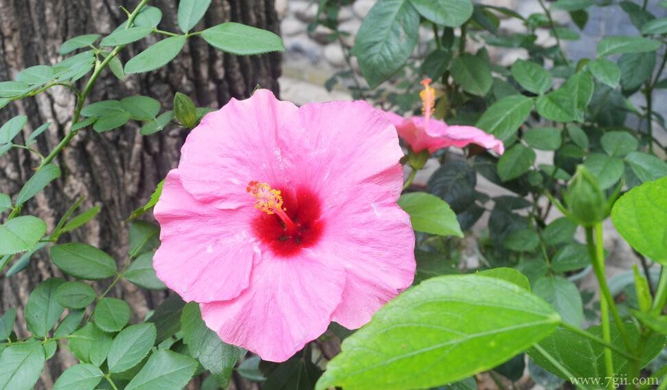 木槿花的养殖方法