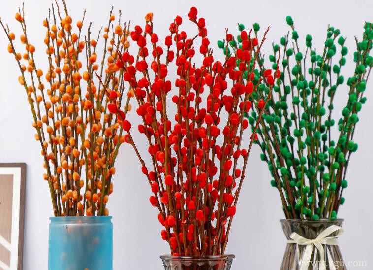 银柳怎么养殖？银柳的养殖方法