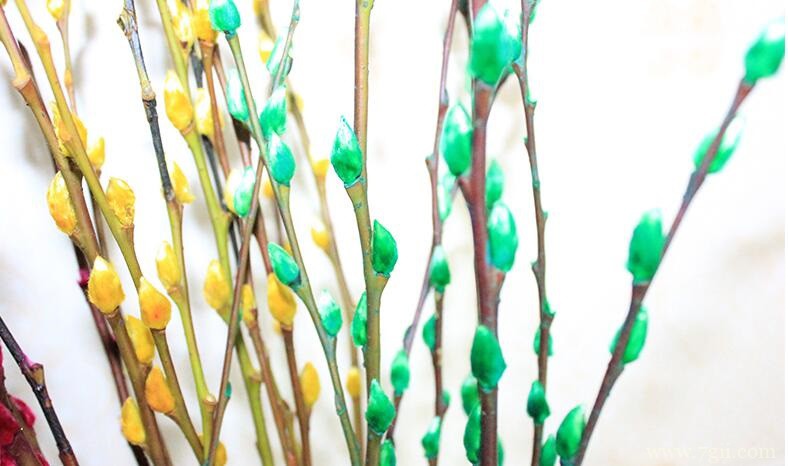 银柳怎么养殖？银柳的养殖方法