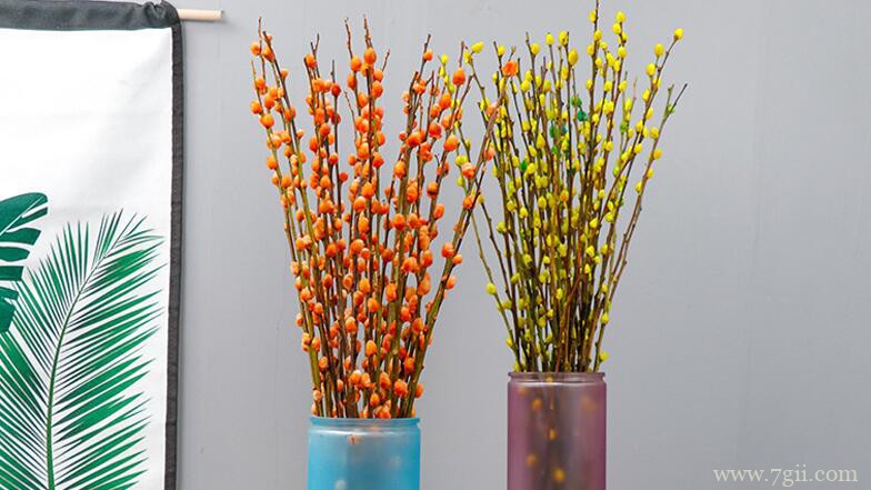 银柳怎么养殖？银柳的养殖方法