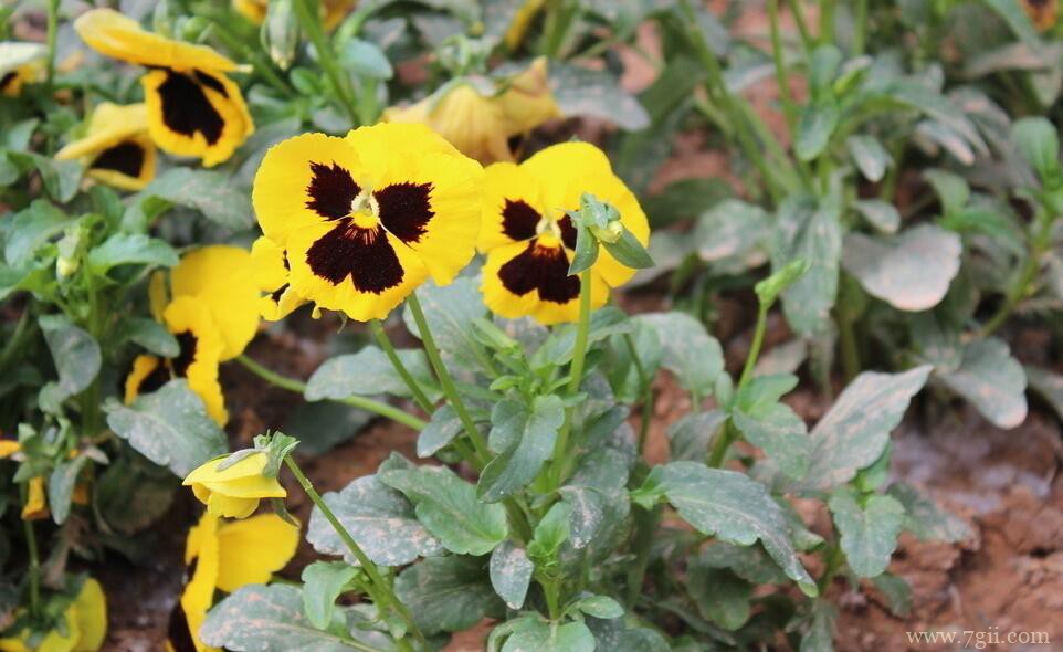 三色堇的图片大全，三色堇高清图片！