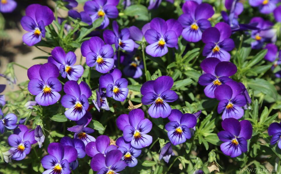 三色堇的图片大全，三色堇高清图片！