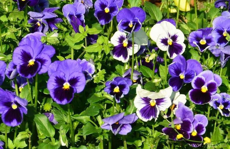 三色堇怎么种植？三色堇的种植方法