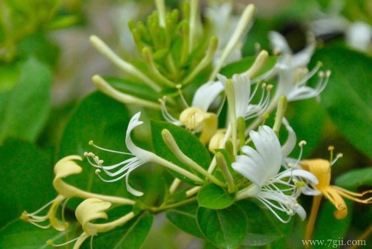 鞍山市的市花是什么？