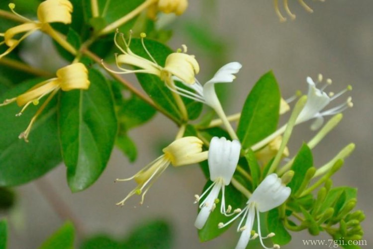 鞍山市的市花是什么？