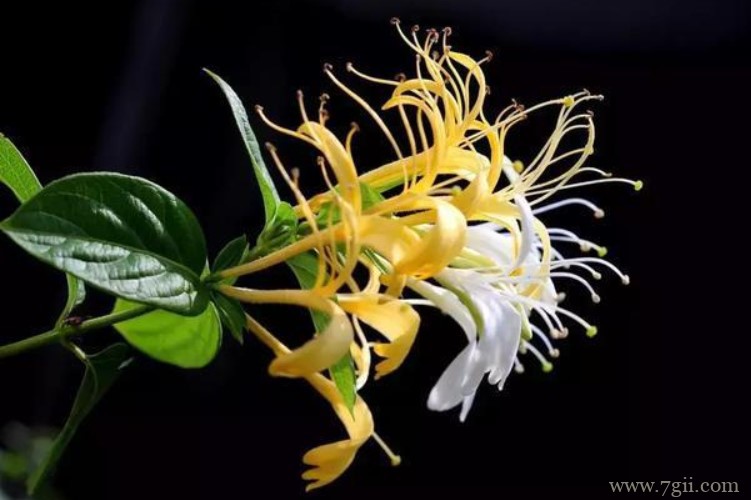 鞍山市的市花是什么？