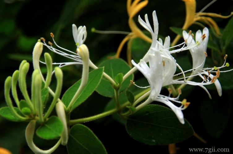 鞍山市适合养什么花？