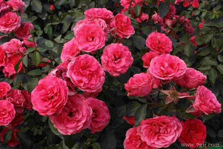 鞍山市适合养什么花？