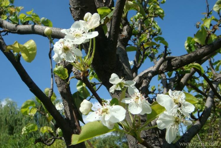 鞍山市适合养什么花？