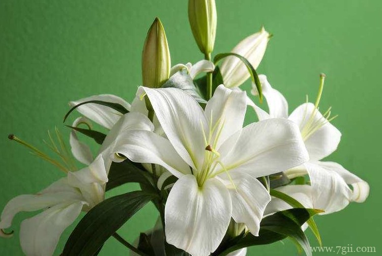 铁岭市的市花是什么？