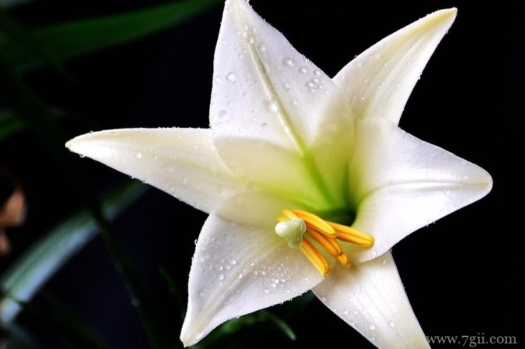 铁岭市的市花是什么？