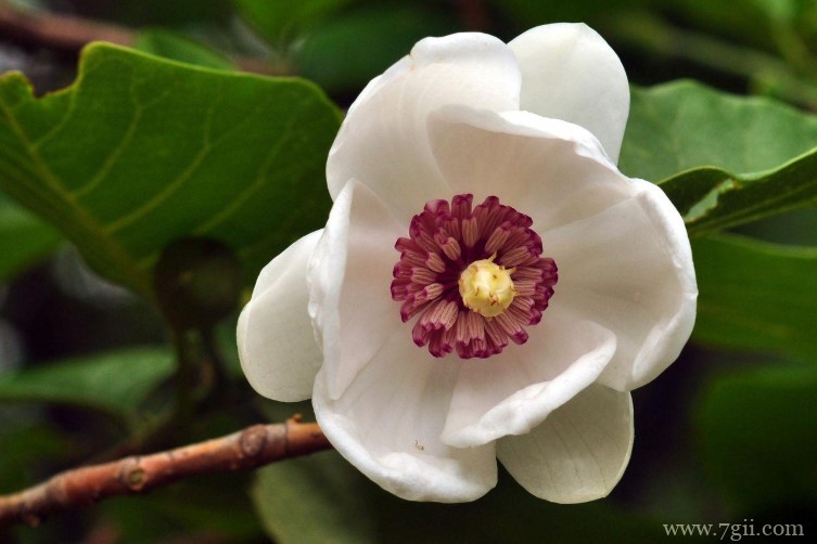 本溪市的市花是什么？