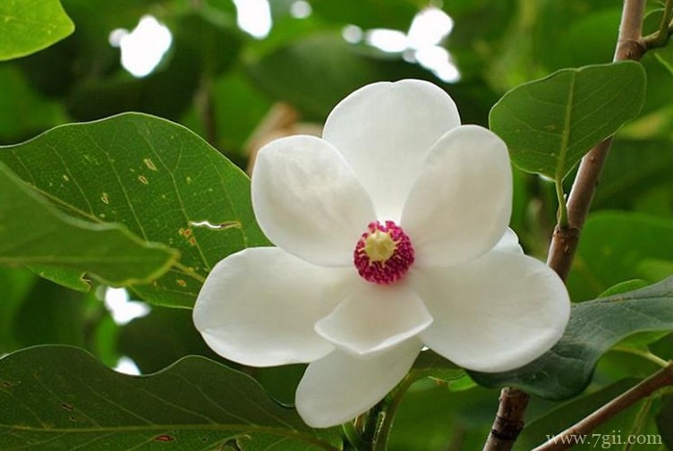 本溪市的市花是什么？