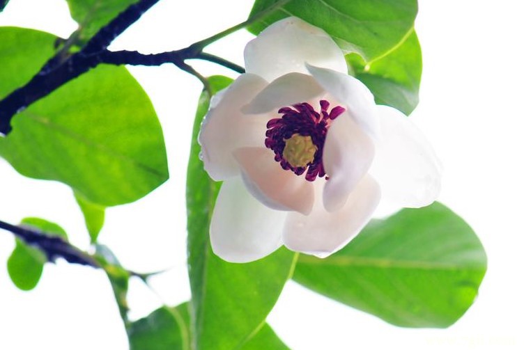 本溪市的市花是什么？