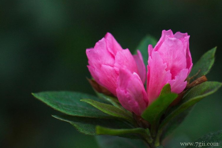 丹东市的市花是什么？