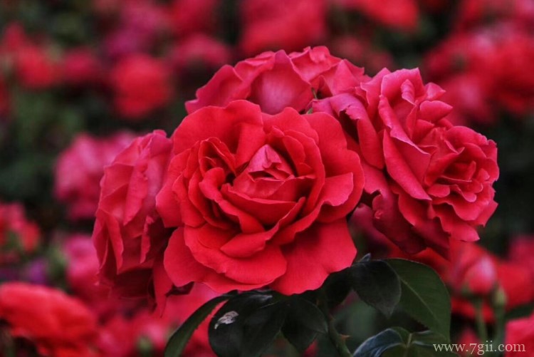 抚顺市的市花是什么？