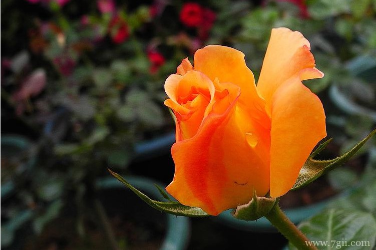 抚顺市的市花是什么？