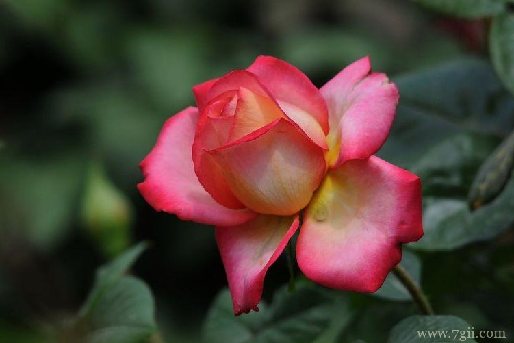 锦州市的市花是什么？