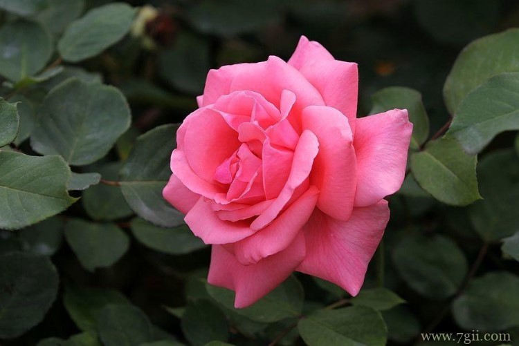 锦州市的市花是什么？