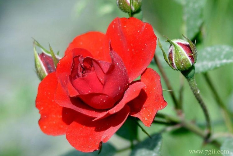 辽阳市的市花是什么？