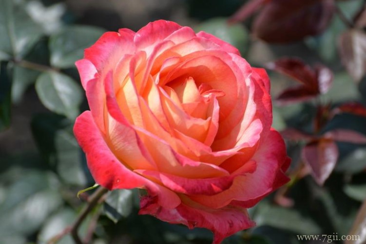 辽阳市的市花是什么？