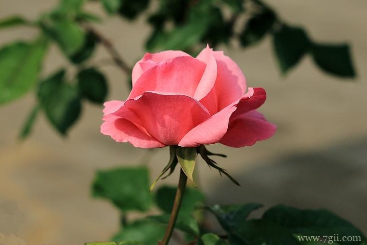 辽阳市的市花是什么？