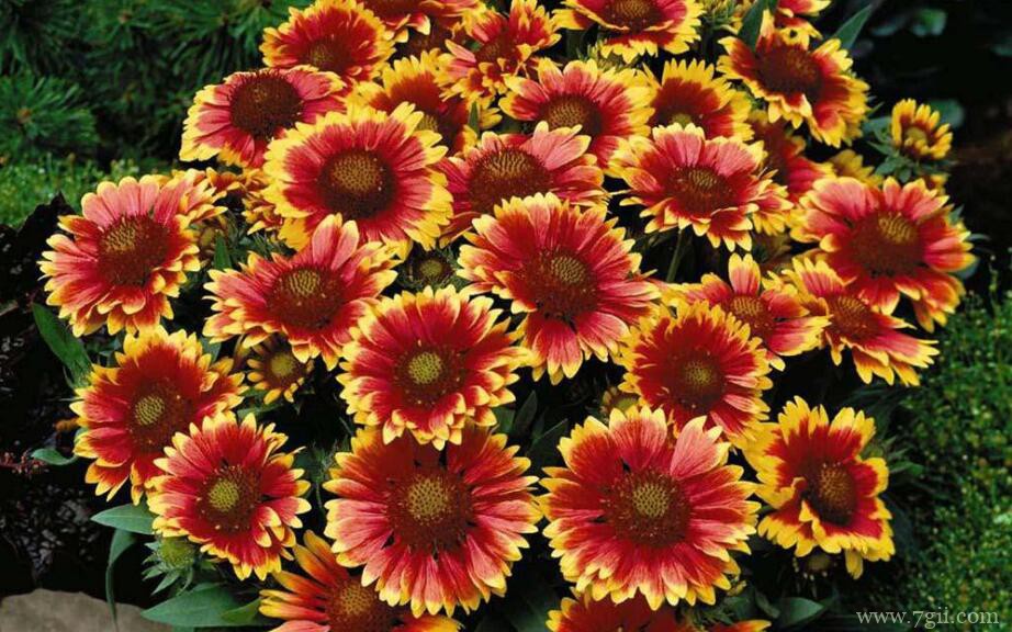 天人菊怎么养？天人菊养殖方法汇总