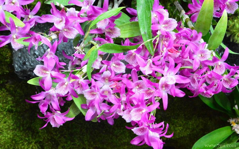 石斛兰的图片大全，石斛兰高清图片！