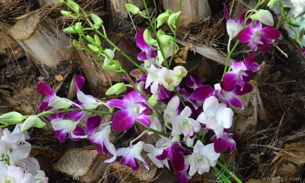 石斛兰的图片大全，石斛兰高清图片！