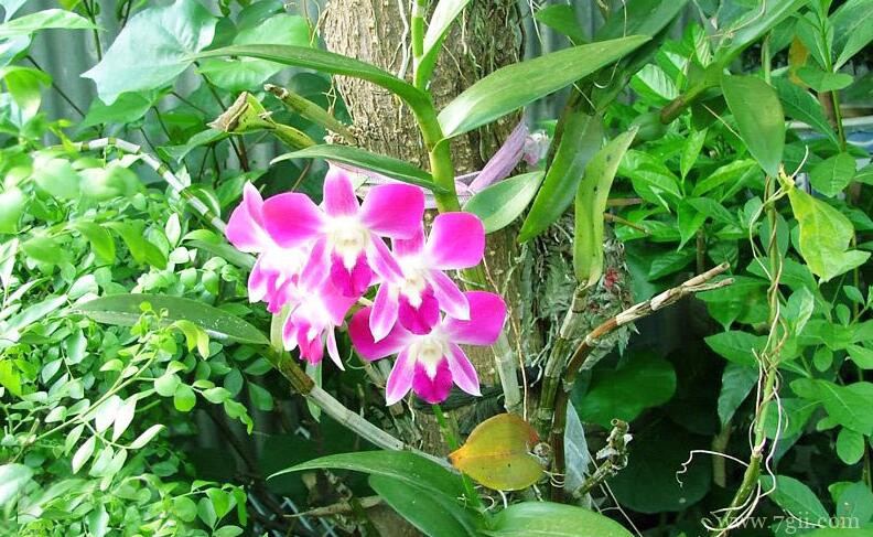 石斛兰的图片大全，石斛兰高清图片！