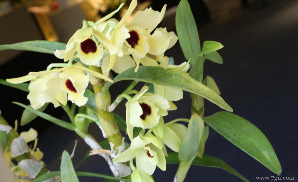 石斛兰的图片大全，石斛兰高清图片！