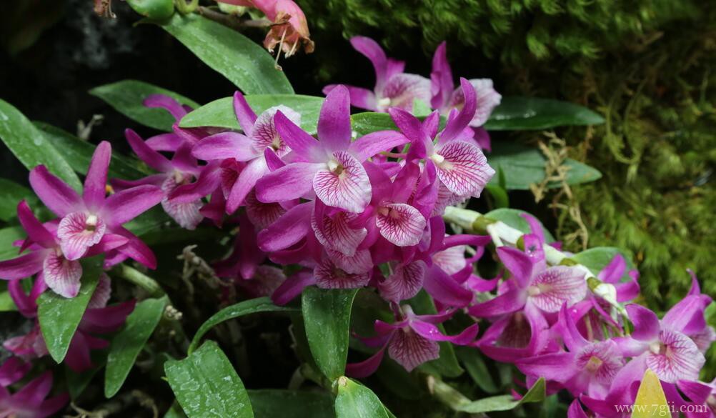 石斛兰怎么养殖？养殖石斛兰的方法和注意事项