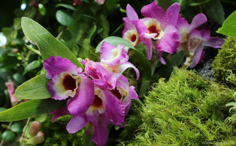 石斛兰怎么养殖？养殖石斛兰的方法和注意事项