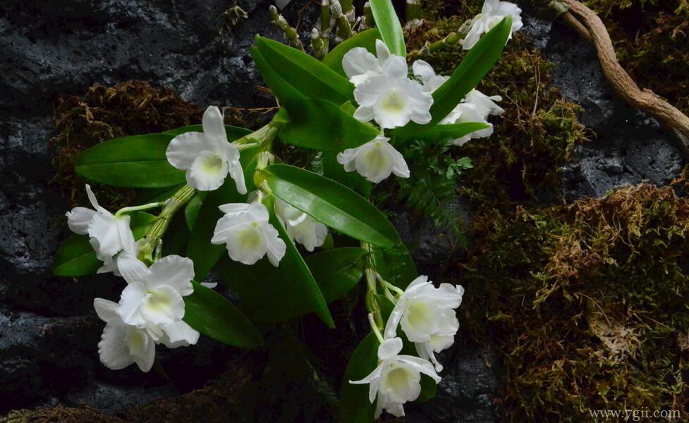 石斛兰如何养殖？