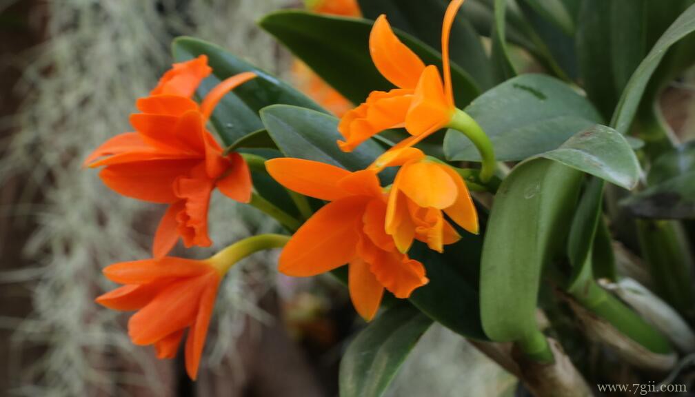 石斛兰常见的病虫害及防治方法