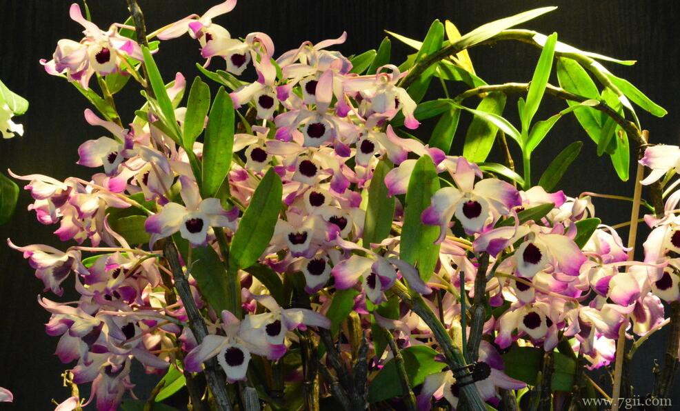 石斛兰常见的病虫害及防治方法