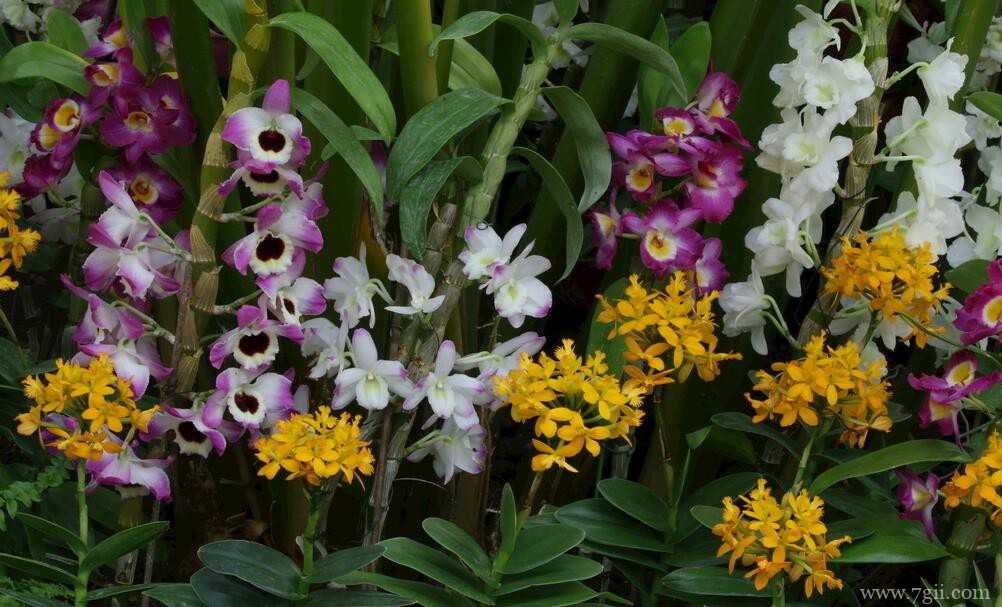 石斛兰黑腐病怎么治疗？