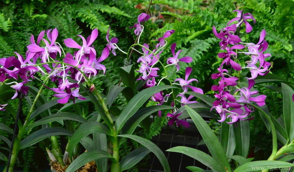 石斛兰怎么养殖？