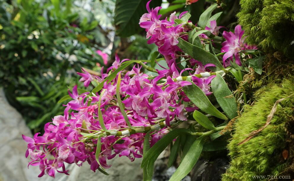 石斛兰怎么养殖？