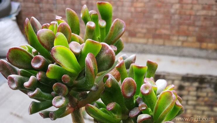 吸财树的图片大全，吸财树高清图片！