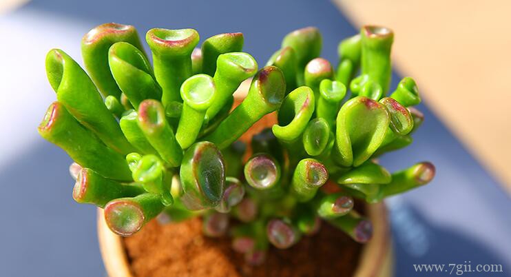 吸财树的图片大全，吸财树高清图片！