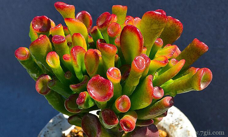 吸财树的图片大全，吸财树高清图片！