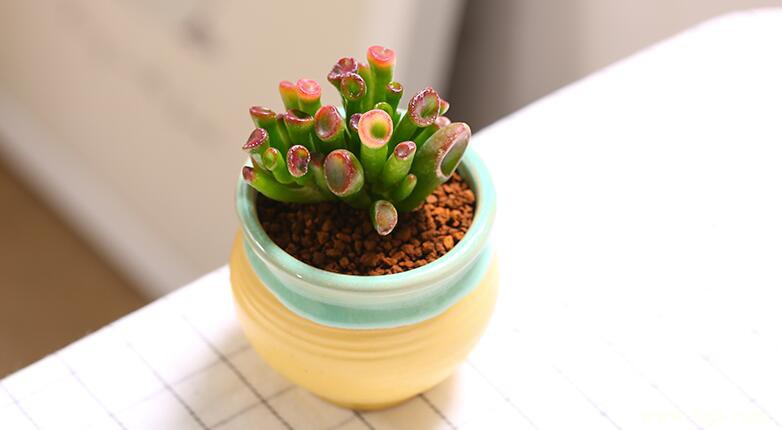 吸财树的图片大全，吸财树高清图片！